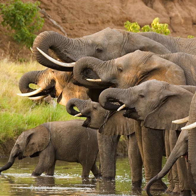 Elephant migration in Botswana