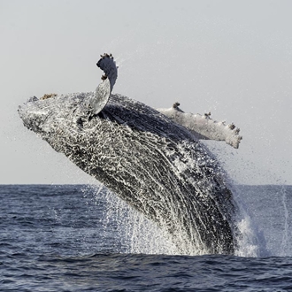 Whale migration in Hermanus, South Africa