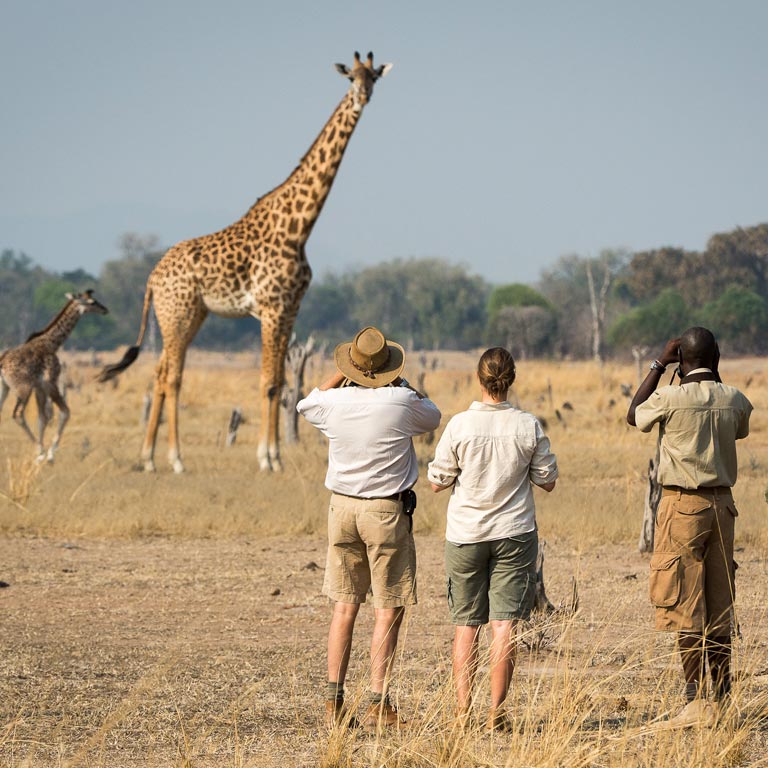 Spotting giraffe on a walking safari