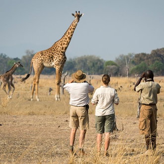 Spotting giraffe on a walking safari