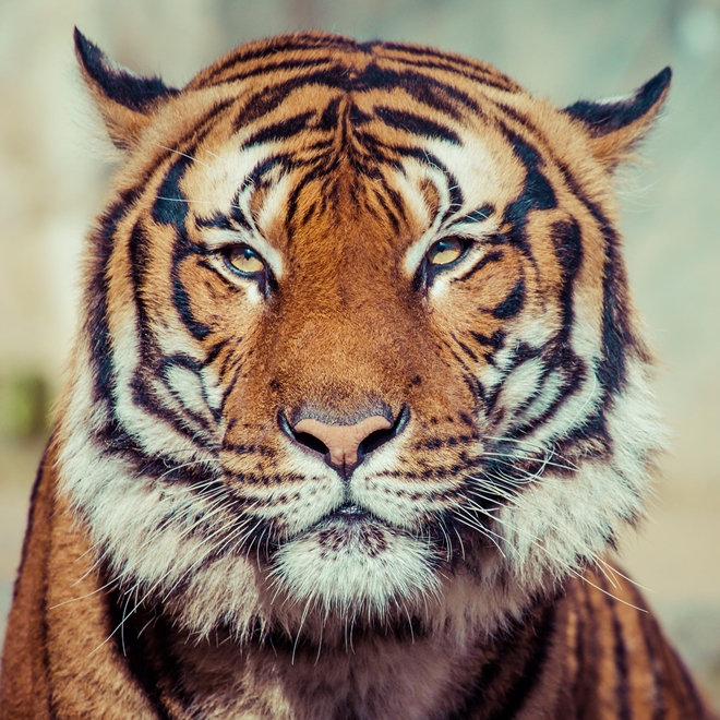 Tiger, India