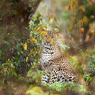 Wilpattu National Park, Sri Lanka 