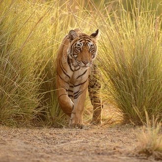 Tiger in Ranthambhore, India