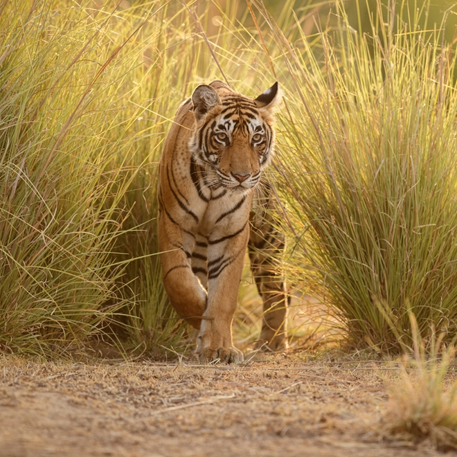 Tiger in Ranthambhore, India