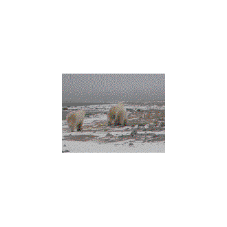 Polar bear, Canada