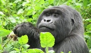 Gorilla trekking in Rwanda