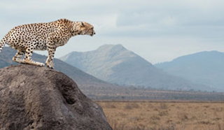 Kenya for Teens