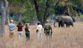 Luangwa Valley, Zambia