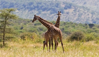 Luxury Safari & Beach Holidays