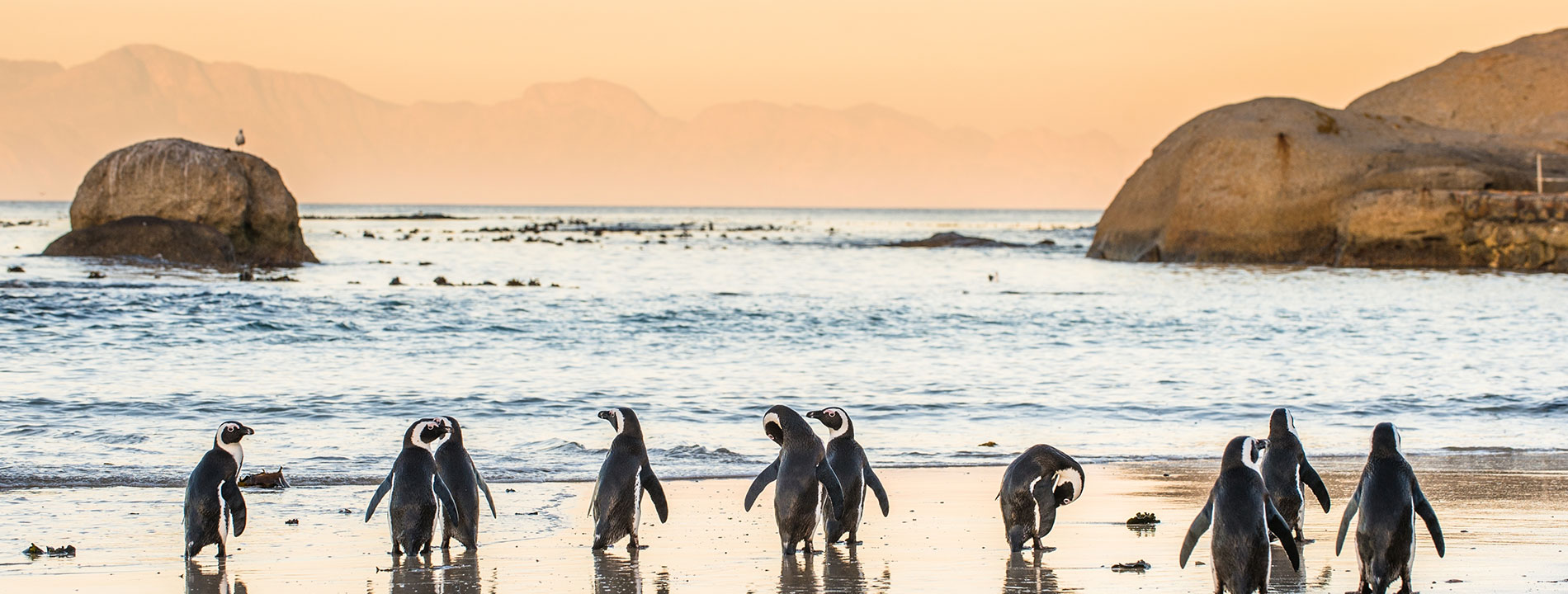South Africa, Boulders Beach