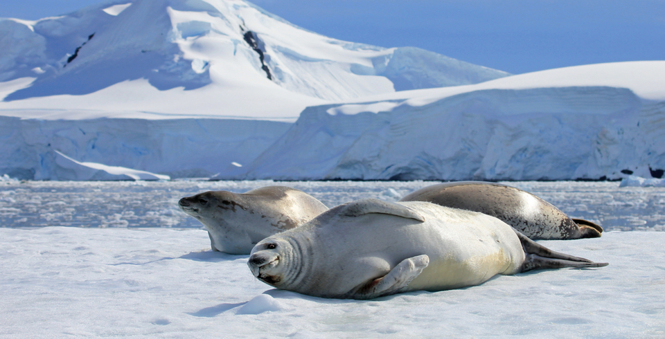 Weddell Sea