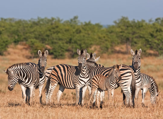 South Africa