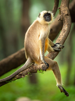 Luxury India Safaris and Wildlife Tours