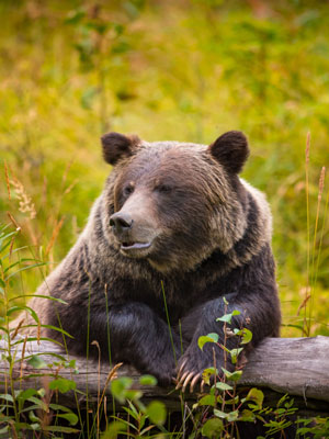 Best Bear Lodges in Canada