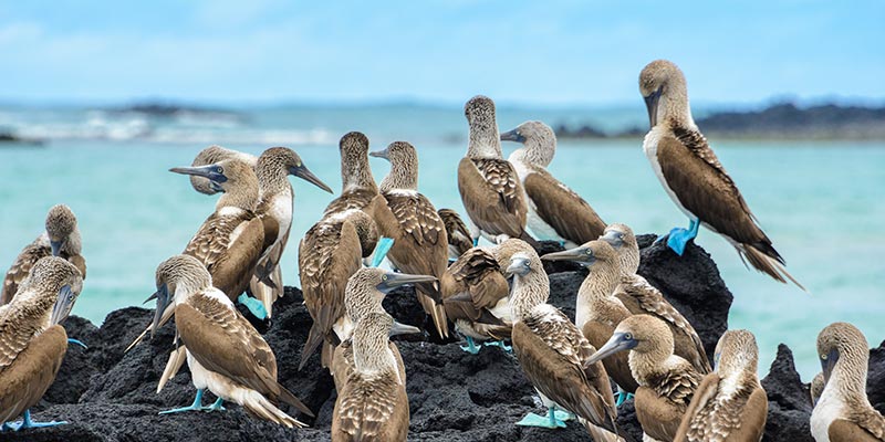 A group of blue-footed boobies standing on a rock