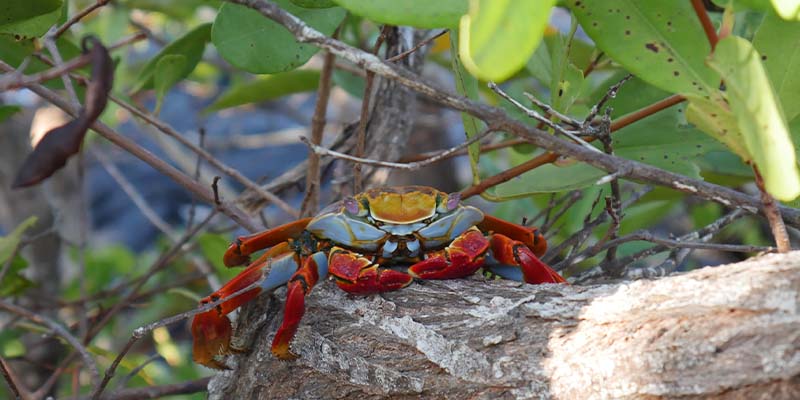 A sally-lightfoot crab sitting on a rock in the shade
