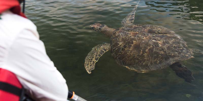 Someone looking over the boat at a sea turtle