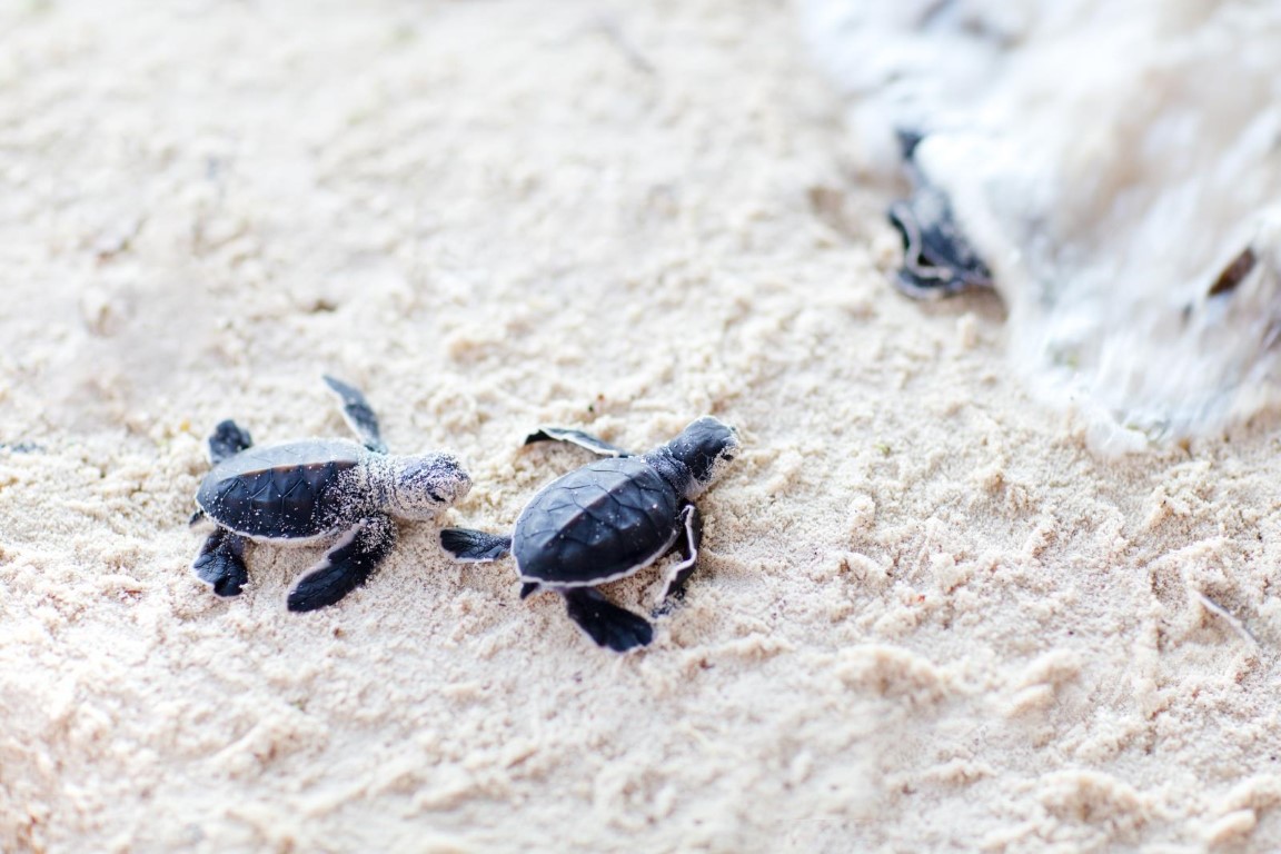 Baby turtles in the sand