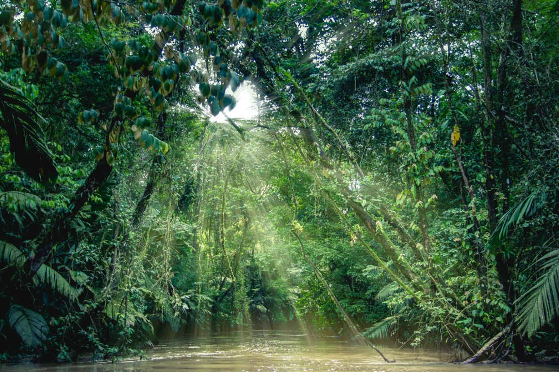 Rain forest in Costa Rica