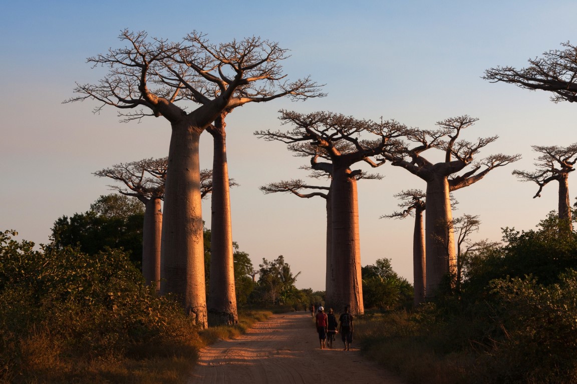 Boab trees