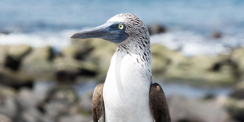 Birds of the Galapagos Islands