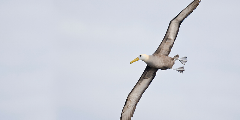 A flying waved albatross
