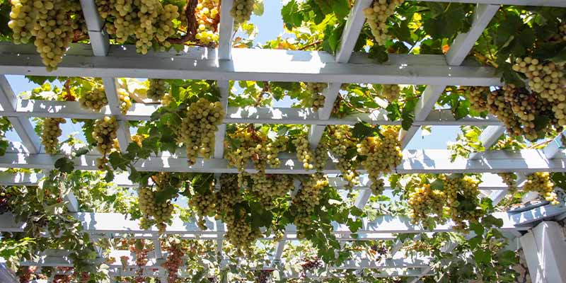 Grapes hanging from a pergola