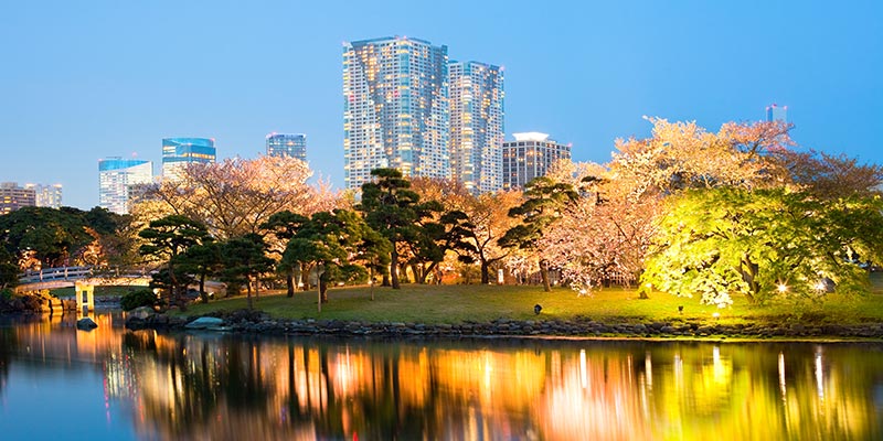 All types of trees along a riverside with skyscrapers in the background
