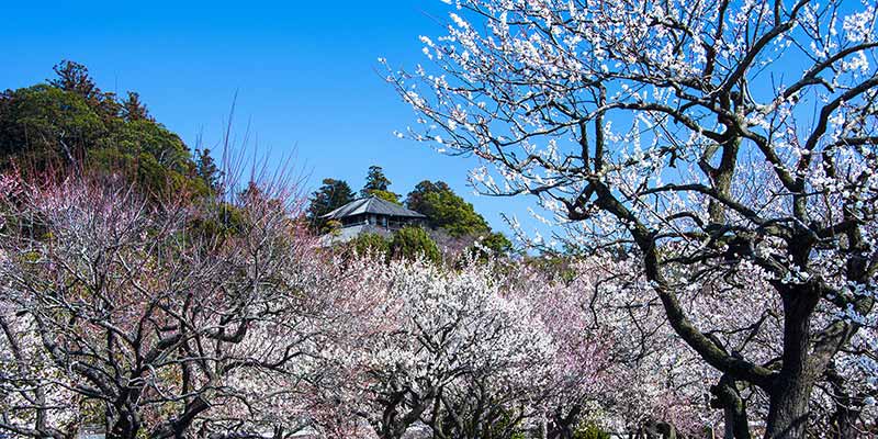 A field of plum blossom trees in front of a building