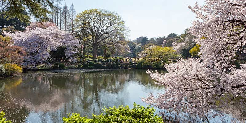 Cherry blossoms and other trees bloom around a pond