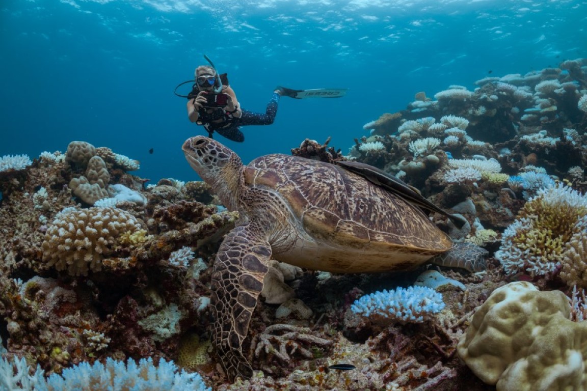 Snorkelling with fish and a sea turtle in the Maldives