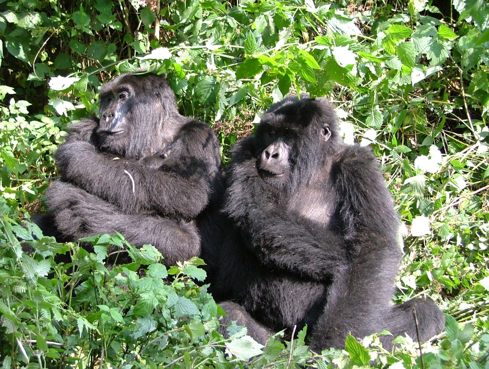 Two gorillas spotted amongst foliage