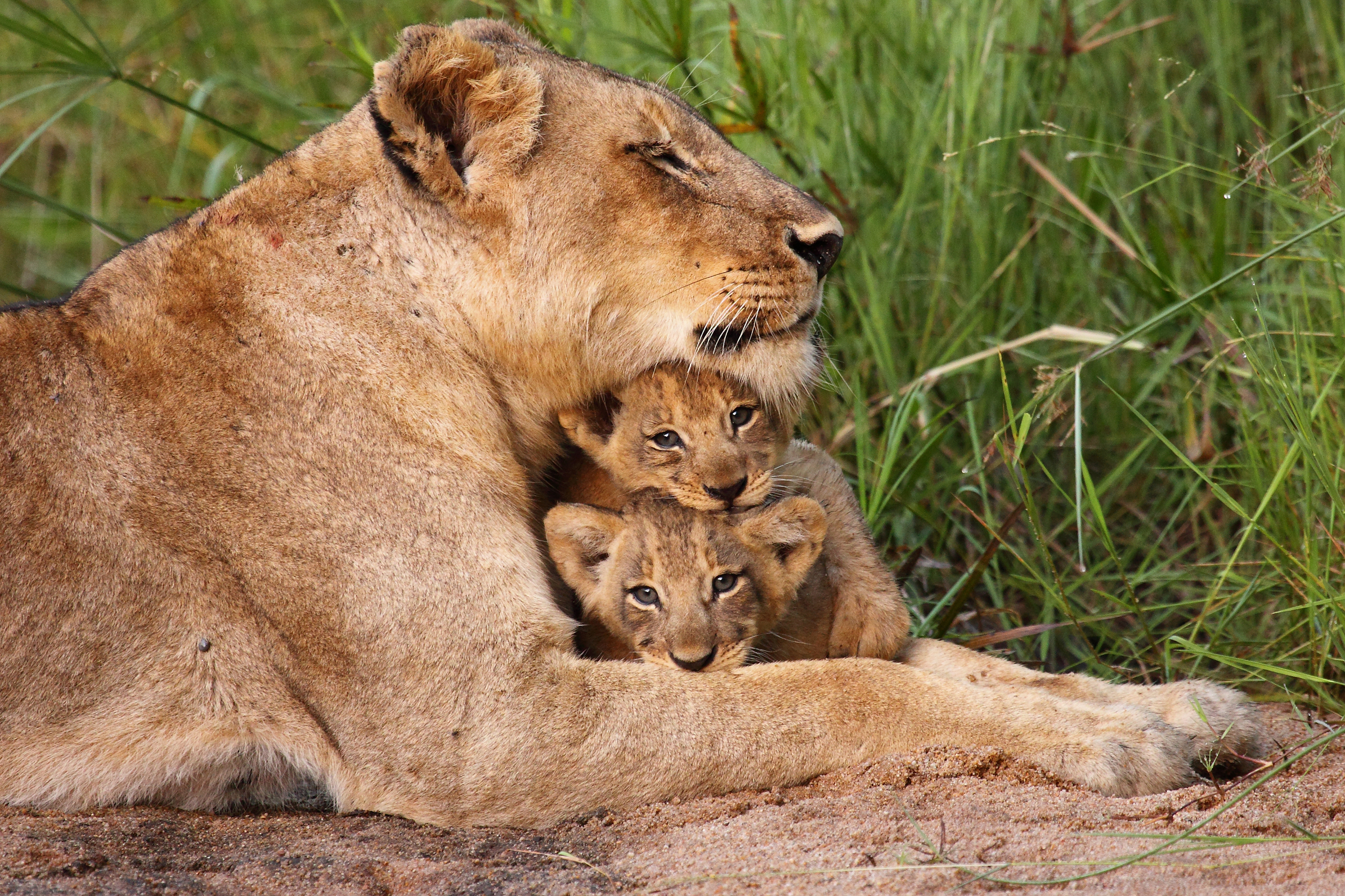 Lioness and cub in an embrace