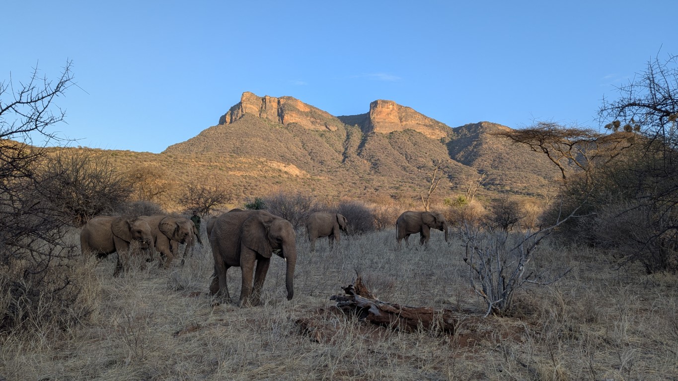 The Reteti baby elephants on their morning wander