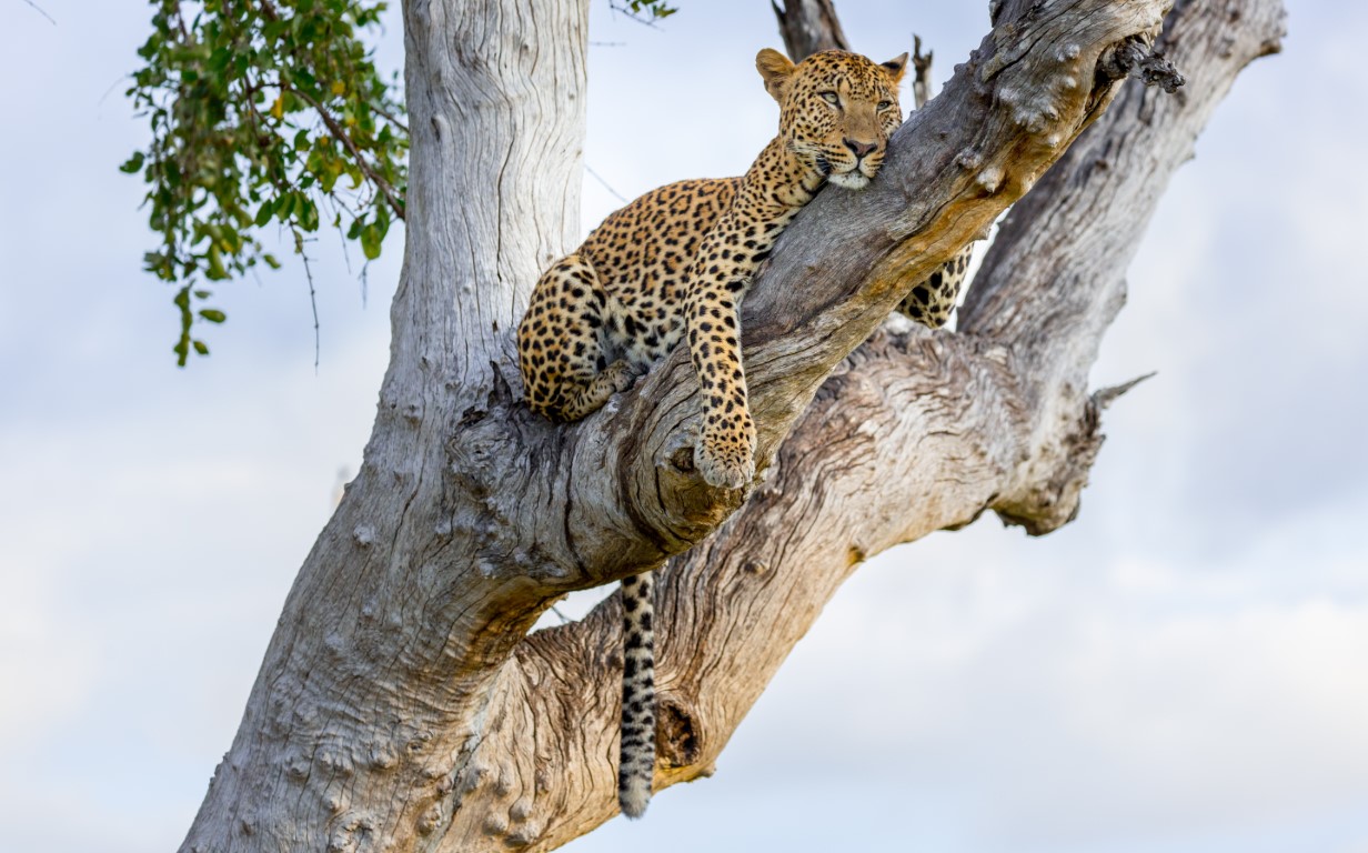 Leopard in a tree in South Luangwa, Zambia