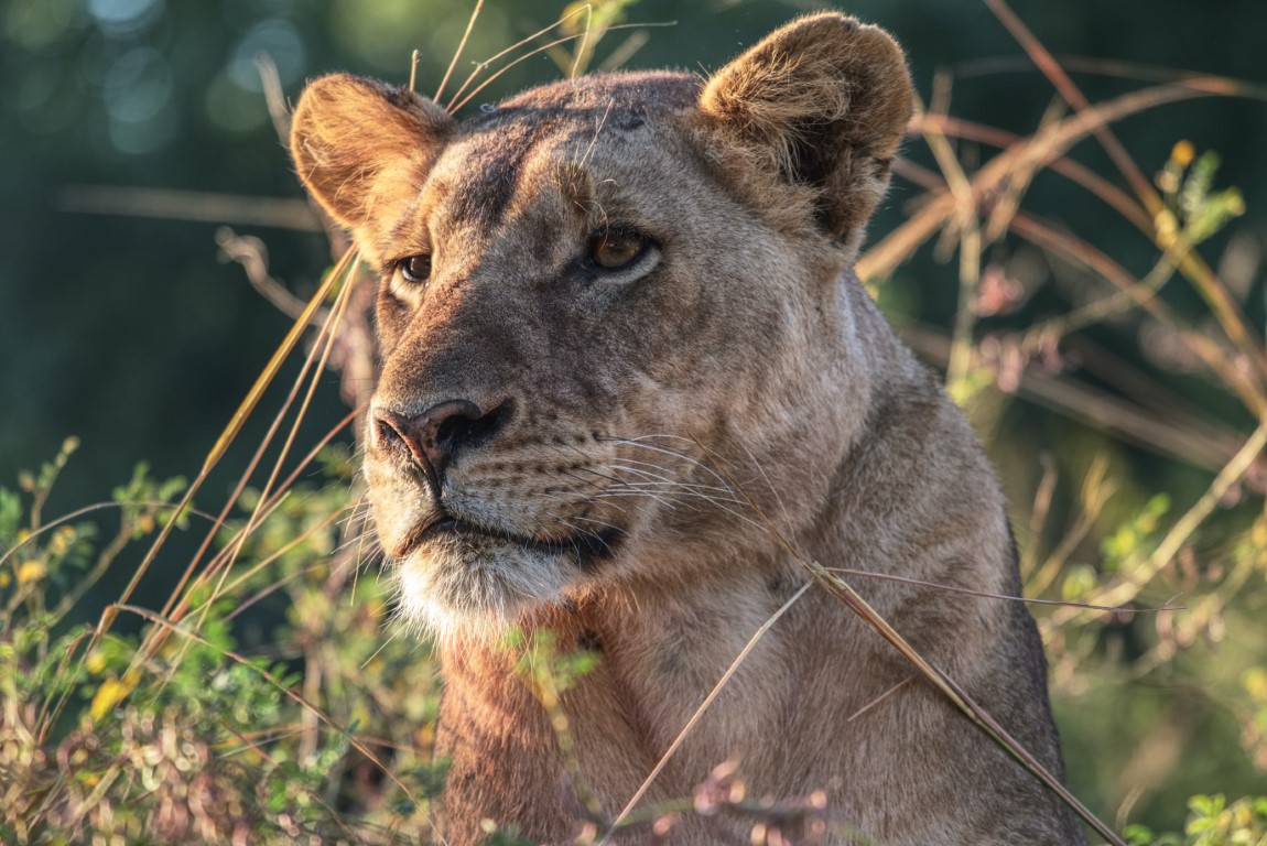 Aa close up shot of a lion in Nsefu Game Reserve, Zambia