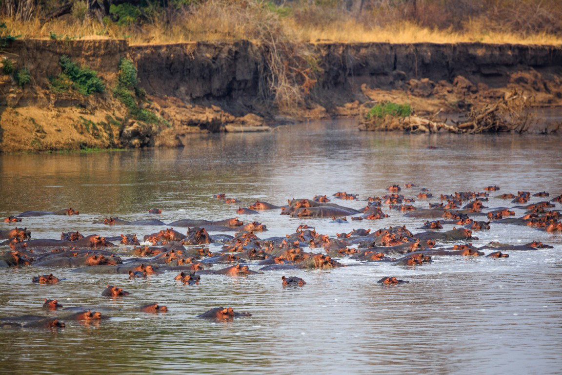 Step Into the Wild: Where the Stars of Kingdom Roam 