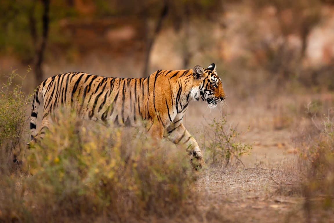 A tiger in Ranthambore National Park, India