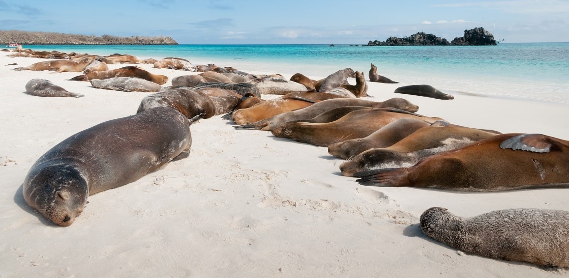 Sea lions on the beach in the Galapagos