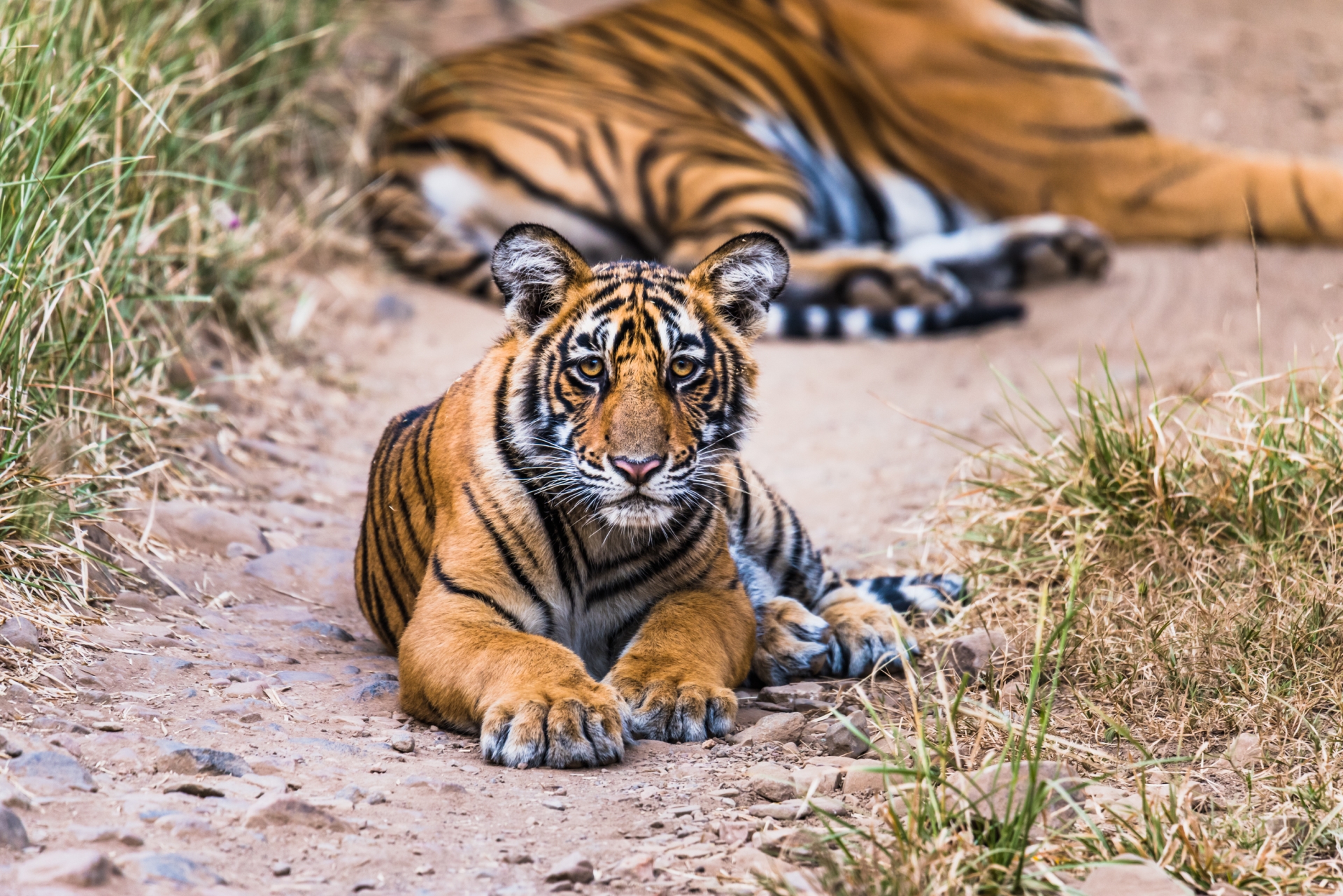 Two tigers spotted lounging