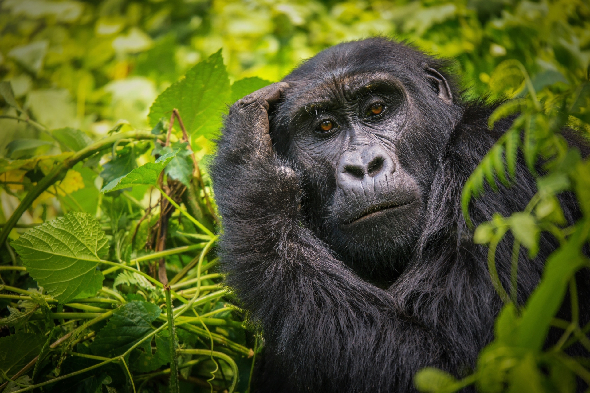 A headshot of a gorilla surrounded by greenery in Rwanda