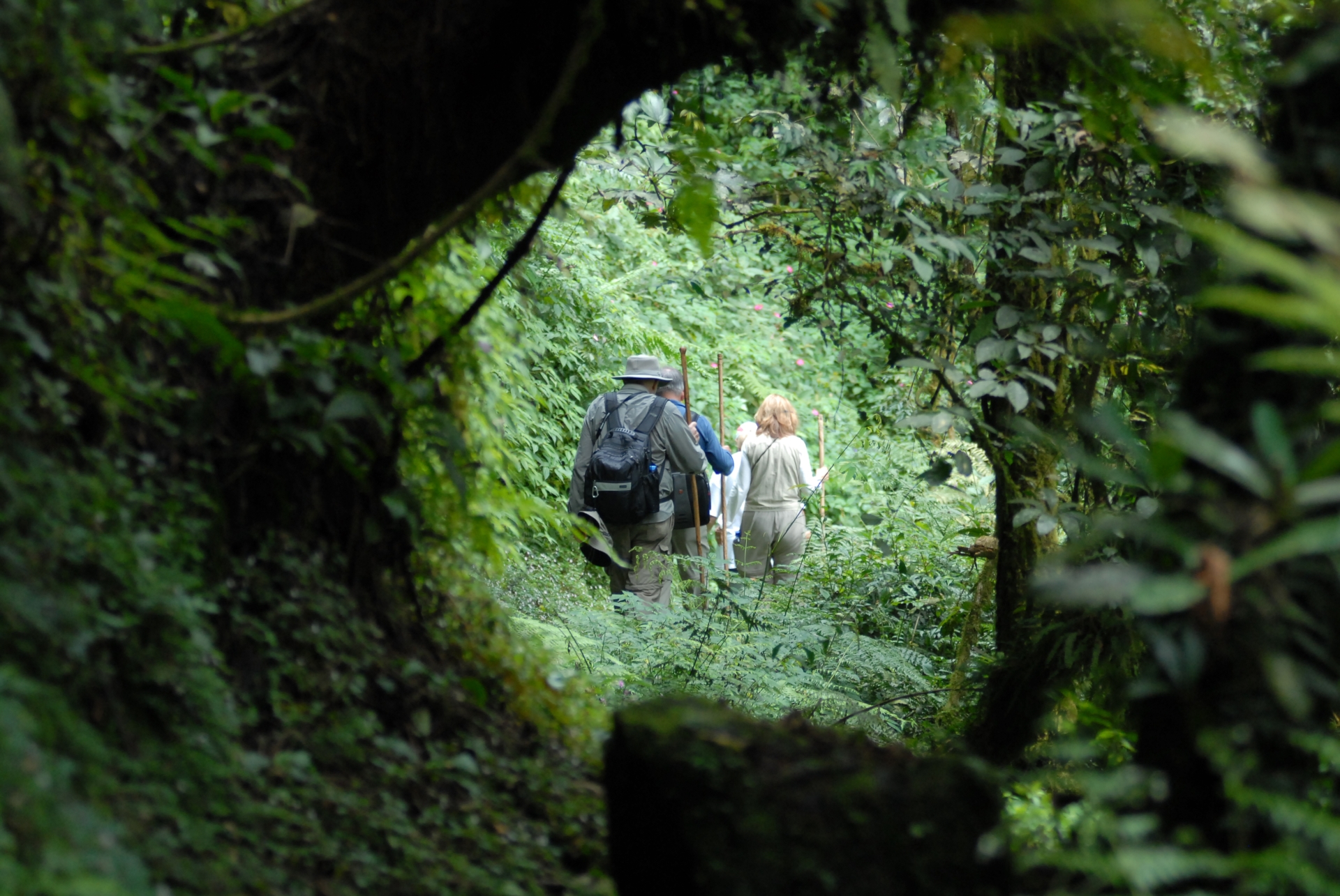 A backshot of a group gorilla trekking in Rwanda