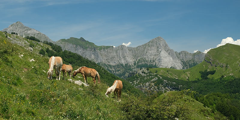 Horses grazing on the side of Monte Matanna
