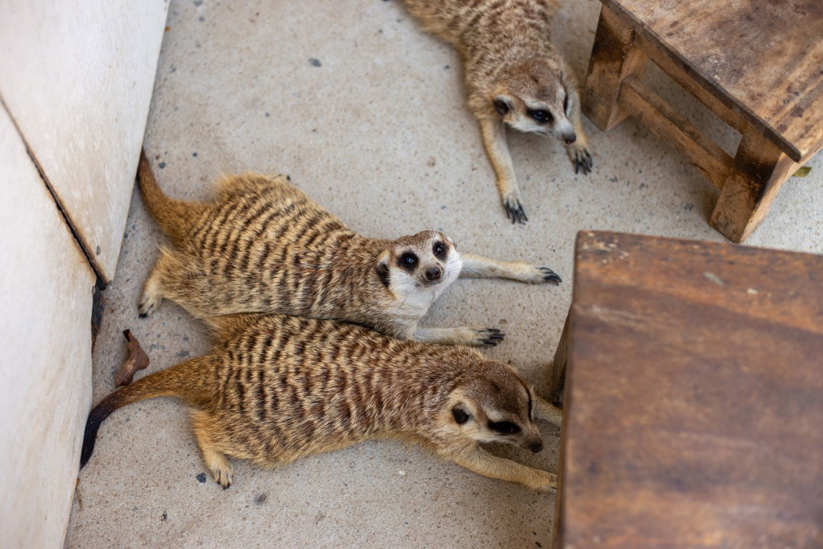 Why We Don't Support Wildlife Cafes in Asia