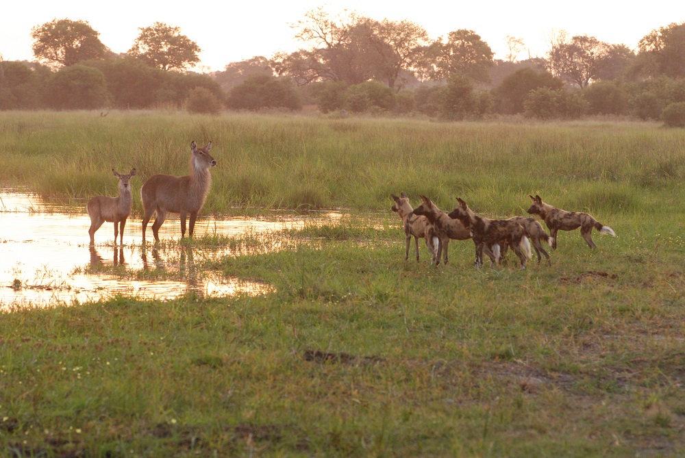Wild dogs 1