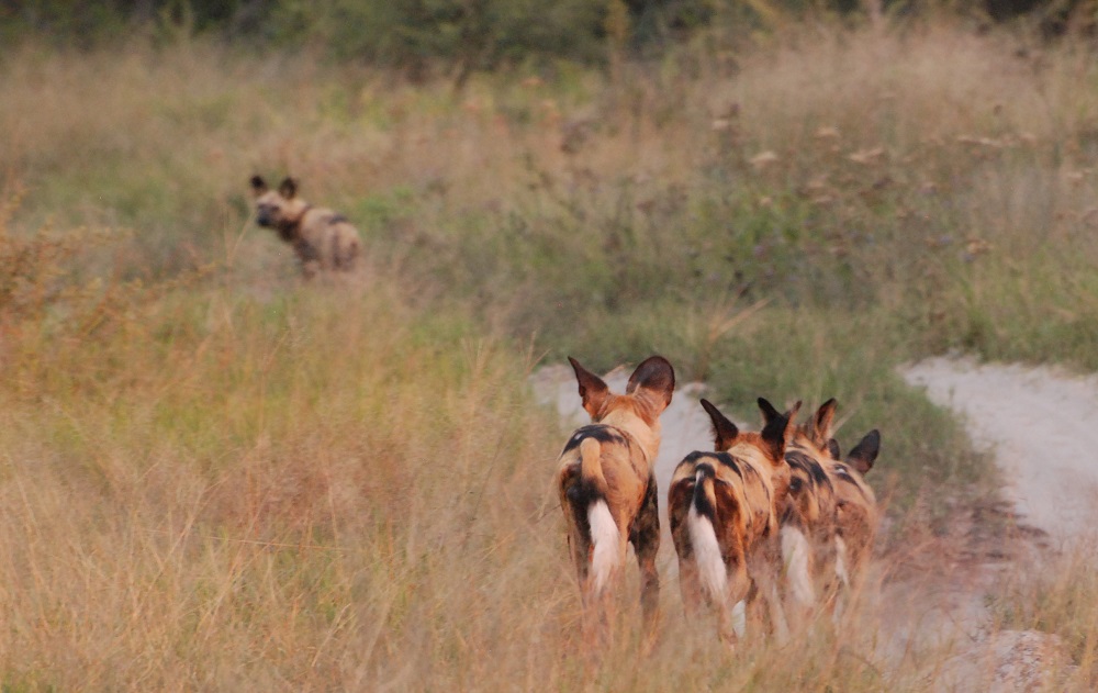 Wild dogs