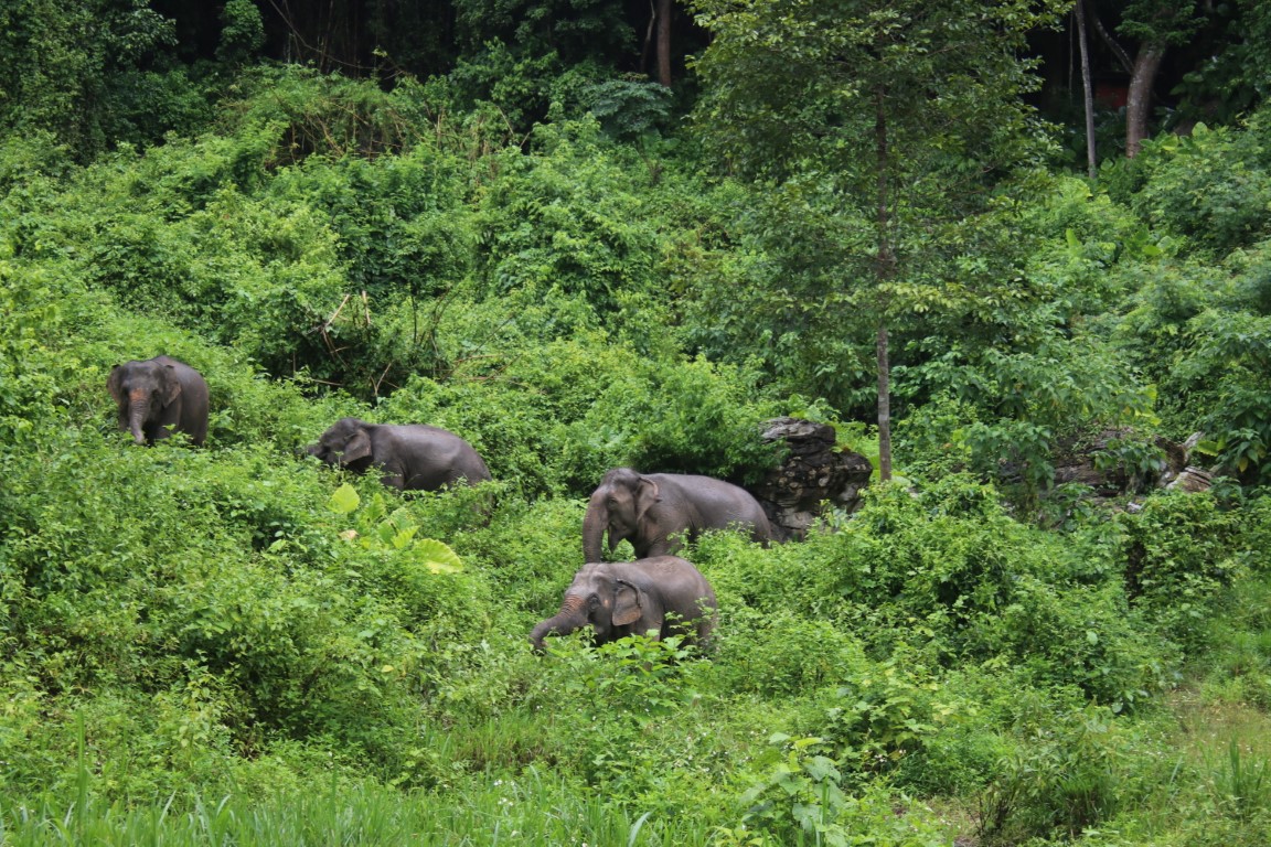 Wildlife Welfare in Tourism: What Are We Doing? 