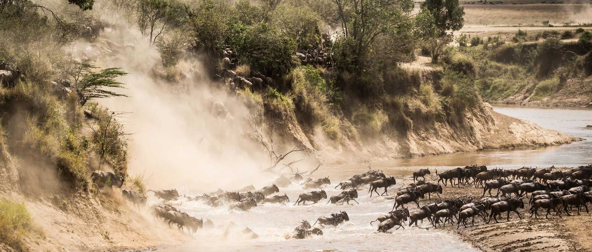 Great migration of wildebeests across a river