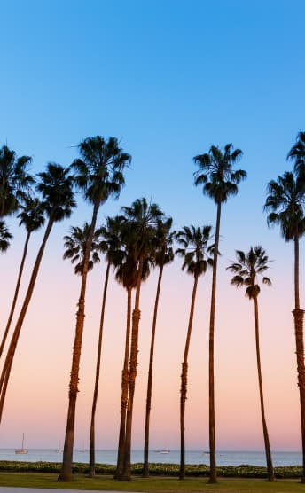 Palm trees during sunset in Santa Barbara