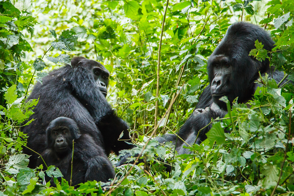 Gorilla Trekking in Rwanda